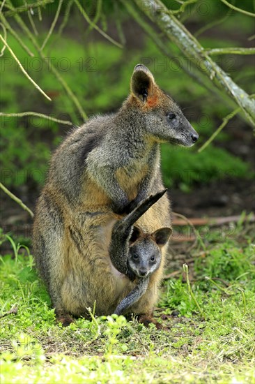 Swamp wallaby (Wallabia bicolor)