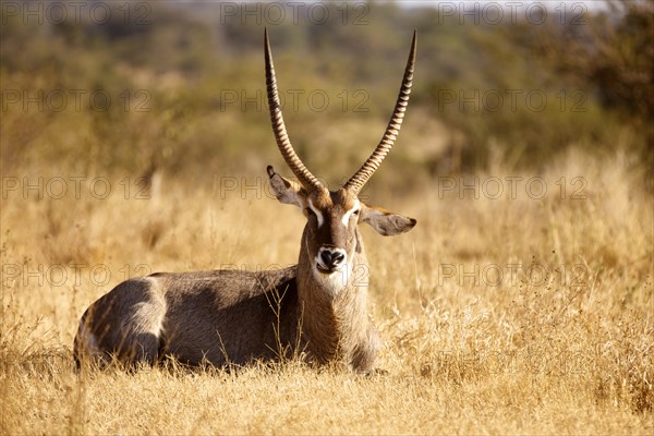 Waterbuck (Kobus ellipsiprymnus)