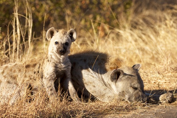 Young Spotted Hyena (Crocuta crocuta) beside sleeping mother