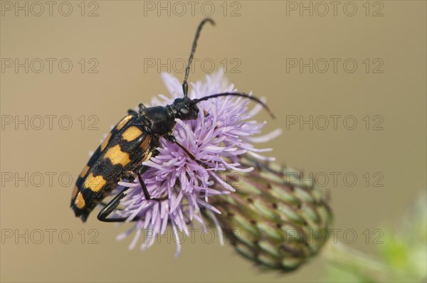 Capricorn beetle (Strangalia attenuata)