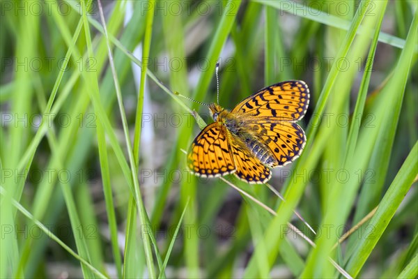 Small Pearl-bordered Fritillary butterfly (Boloria selene)