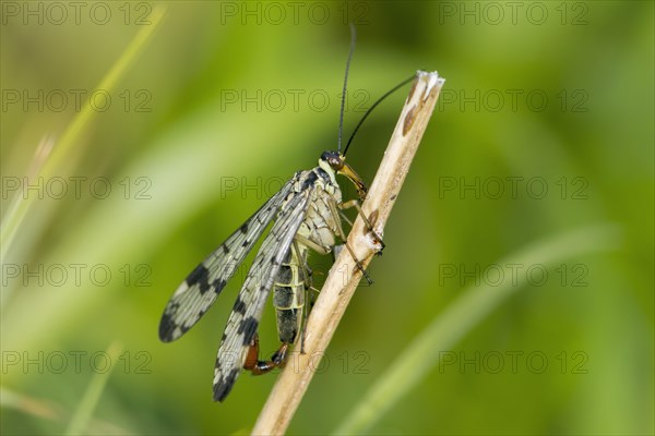 Scorpion Fly (Panorpa communis)