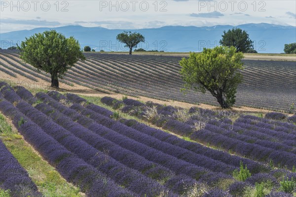 Blooming lavender field