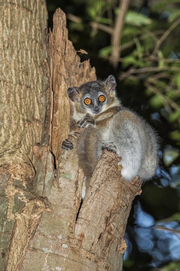 White-footed Sportive Lemur (Lepilemur leucopus) in a tree hole