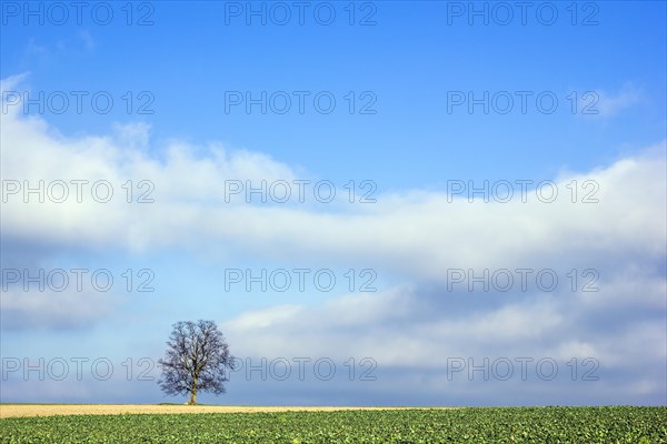 Landscape with tree