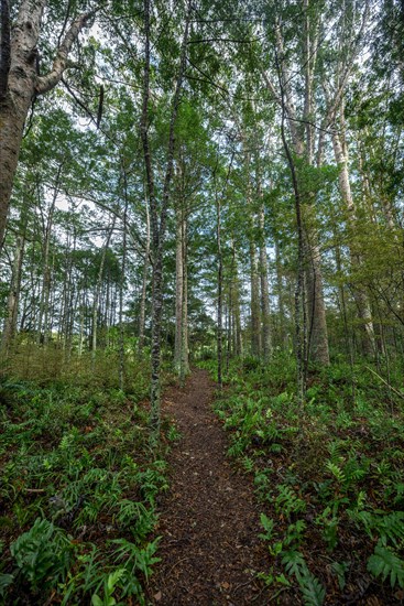 Path through Kauri Forest