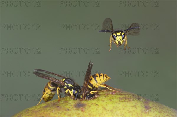 German wasps (Vespula germanica) eat a pear