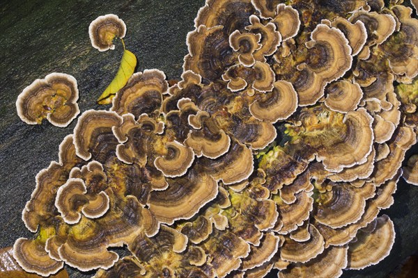 Unji mushroom (Trametes versicolor)