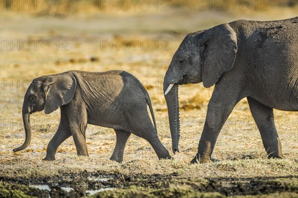 African elephants (Loxodonta africana)