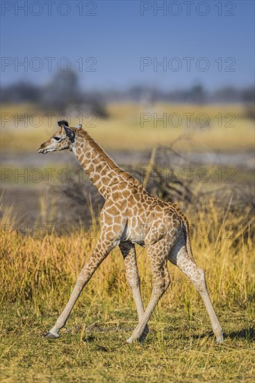 Angolan Giraffe (Giraffa camelopardalis angolensis)