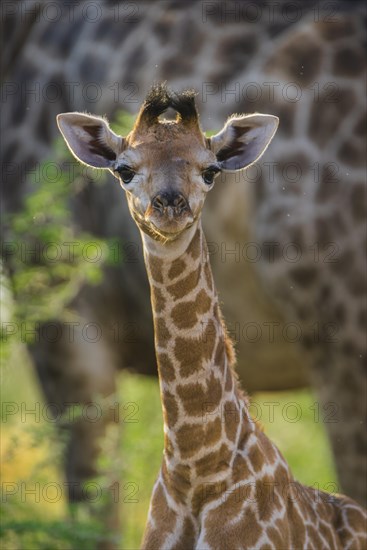 Angolan Giraffe (Giraffa camelopardalis angolensis)