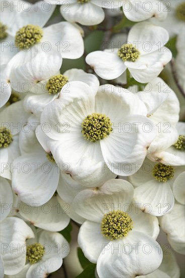 Pacific Dogwood (Cornus nuttallii)