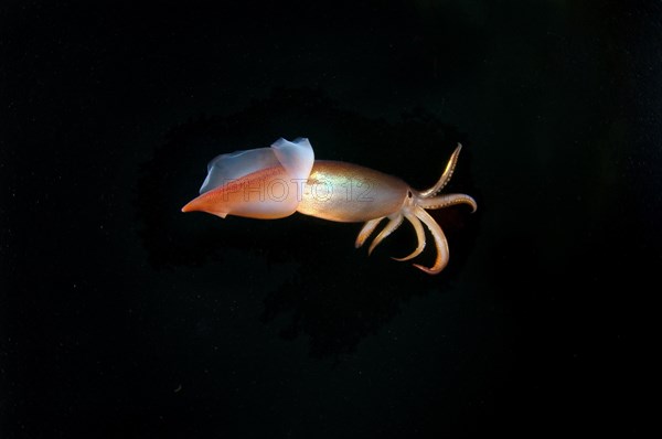 Japanese common squid or Japanese flying squid (Todarodes pacificus)