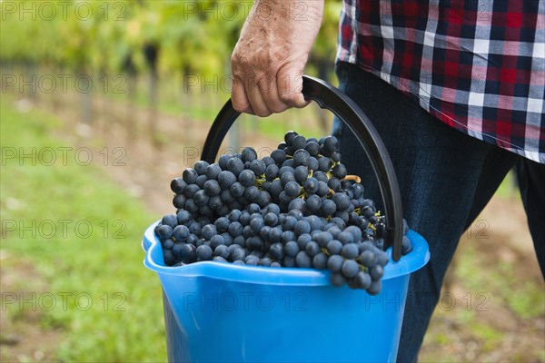 Winemaker or vintner harvesting grapes in his vineyard