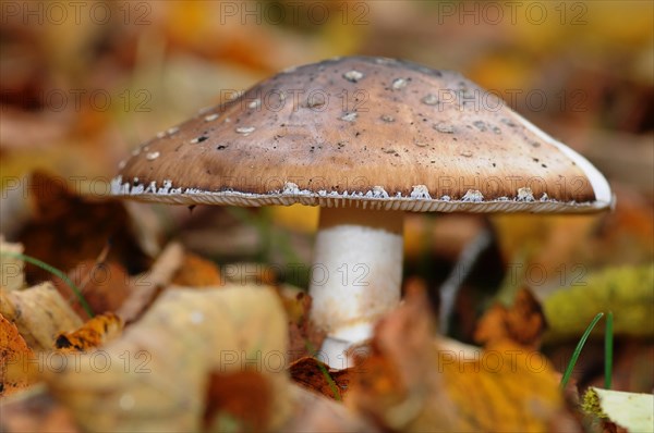 Panther cap or false blusher mushroom (Amanita pantherina)