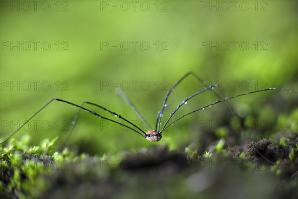 Daddy Longlegs or Harvestman (Opiliones) on moss