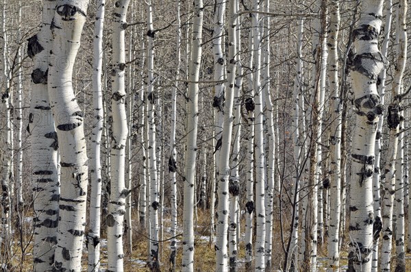 Trunks of Common Aspen or Quaking Aspen (Populus tremula)