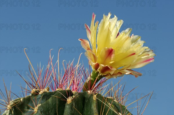 Yellow blossom of an Echinopsis hybrid