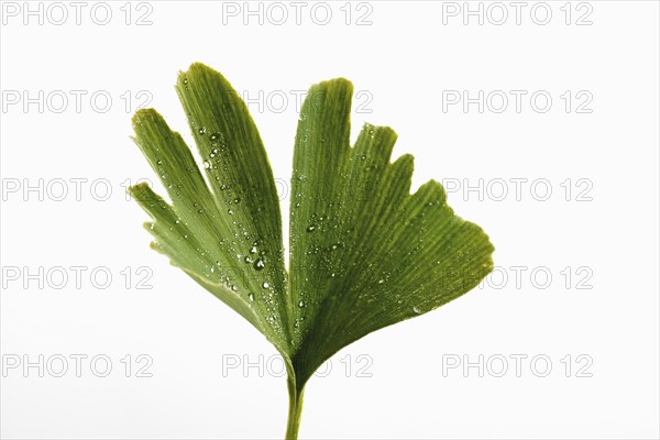 Ginkgo leaf (Ginkgo biloba)