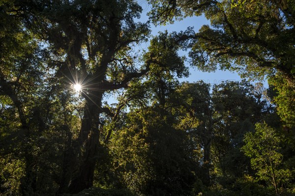 Backlit forest