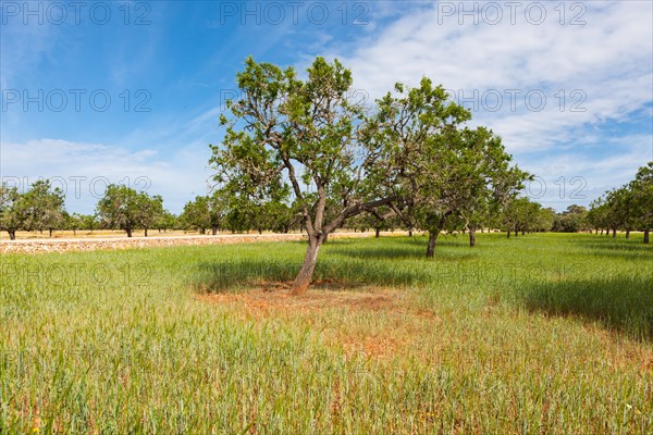 Almond trees (Prunus dulcis)