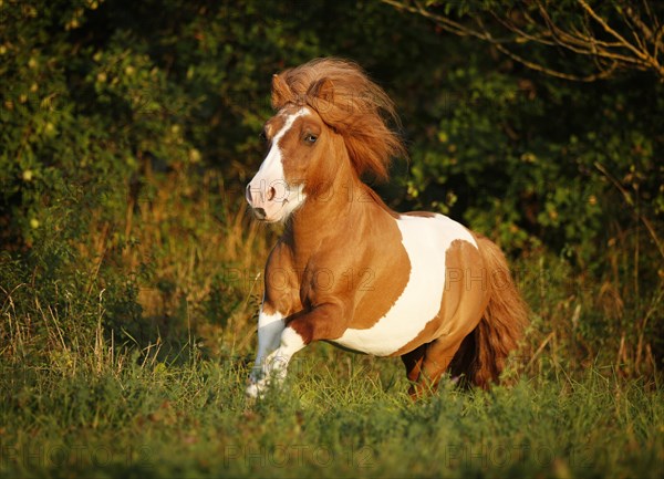 Shetland Pony