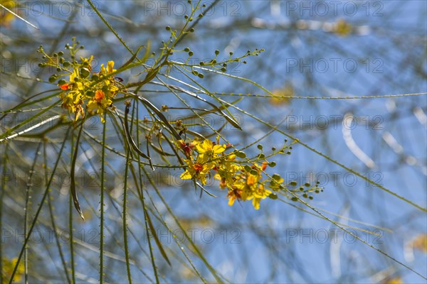 Poinciana