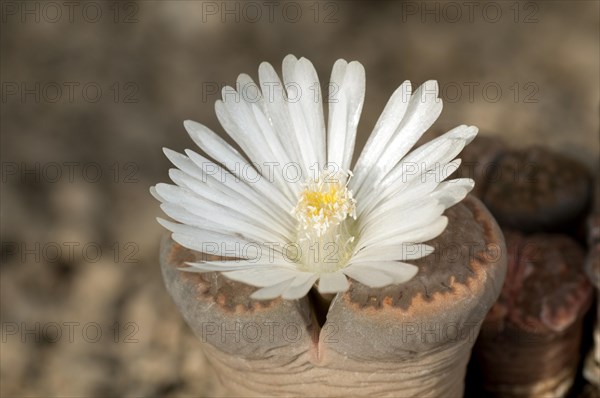 Blooming Lithops hallii