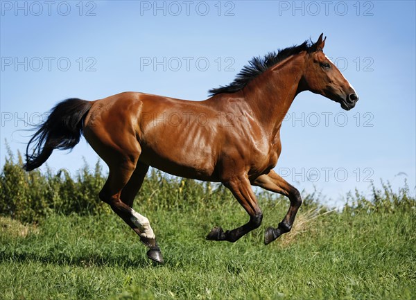 Brown mare