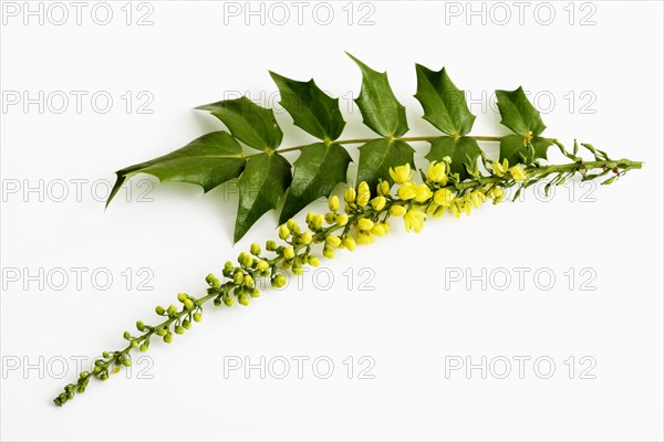 Oregon Grape (Mahonia)