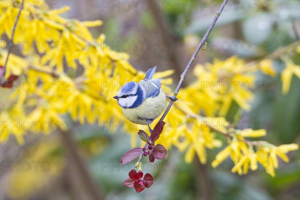 Blue Tit (Cyanistes caeruleus syn Parus caeruleus)