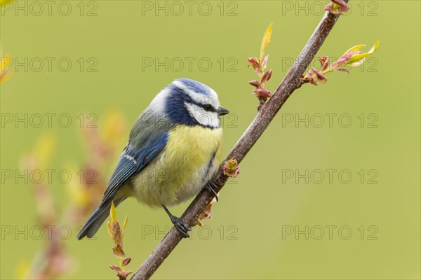 Blue Tit (Cyanistes caeruleus syn Parus caeruleus)