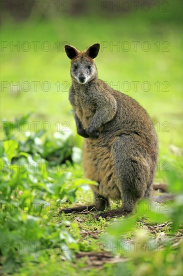 Swamp wallaby (Wallabia bicolor)