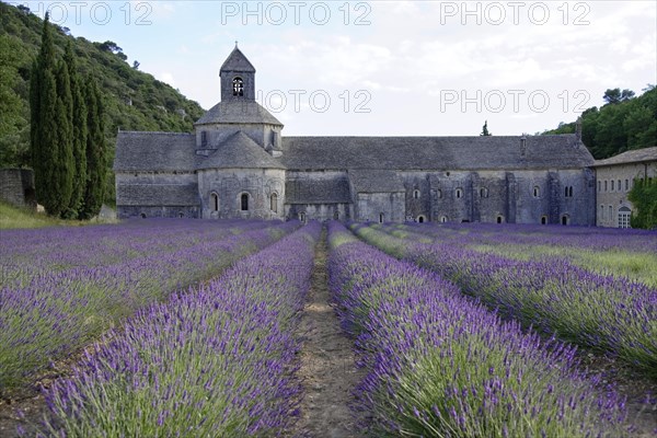 Cistercian Senanque Abbey with lavender field