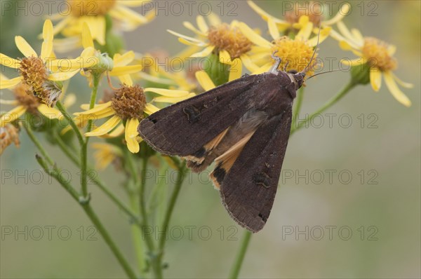 Lesser Broad-bordered Yellow Underwing (Noctua janthina)