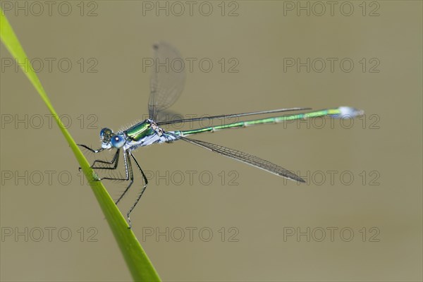 Emerald Damselfly (Lestes sponsa)