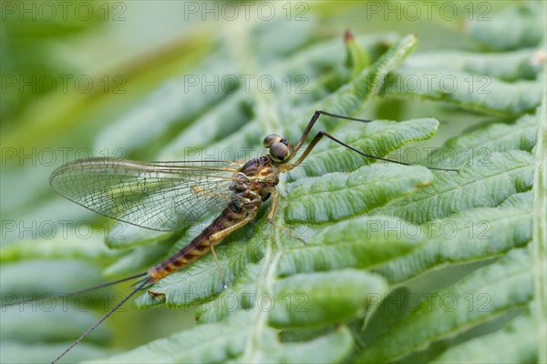 Mayfly (Ephemeridae)