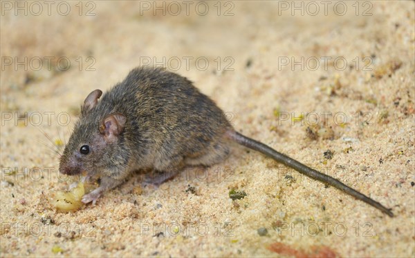 Wood Mouse (Apodemus sylvaticus)