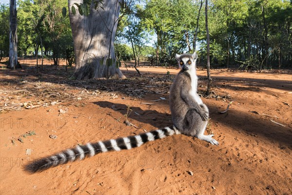 Ring-tailed Lemur (Lemur catta)