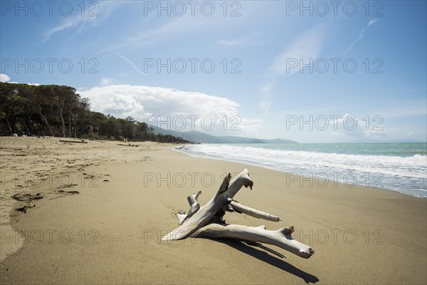 Driftwood