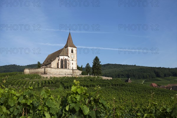 Gothic fortified church of Saint-Jacques in the vineyards