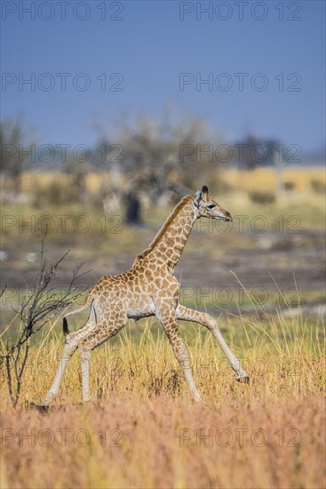 Angolan Giraffe (Giraffa camelopardalis angolensis)