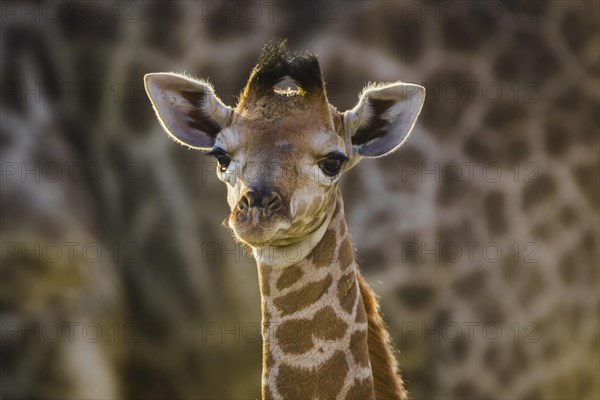 Angolan Giraffe (Giraffa camelopardalis angolensis)