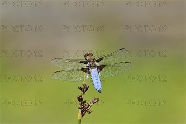 Broad-bodied chaser (Libellula depressa)