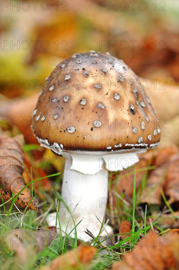 Panther cap or false blusher mushroom (Amanita pantherina)