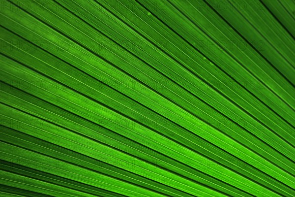 Palm frond