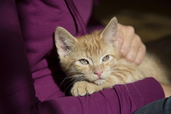 Young ginger tabby domestic cat