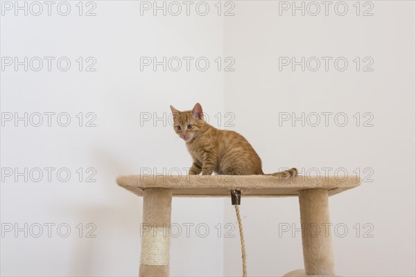 Young ginger tabby domestic cat