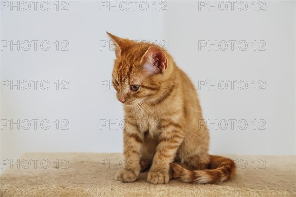 Young ginger tabby domestic cat