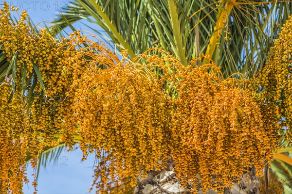 Date palm (Phoenix sp.)